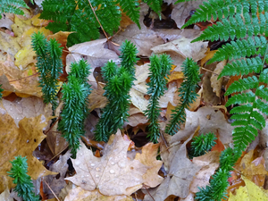 Photo By: Julie A. Lundgren. Photo taken: Essex County, NY on 7 October 2020